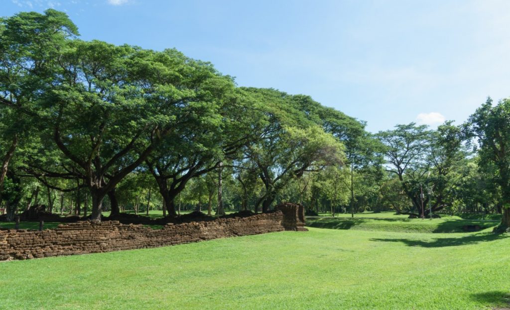 Land for sale next to gorgeous big trees.