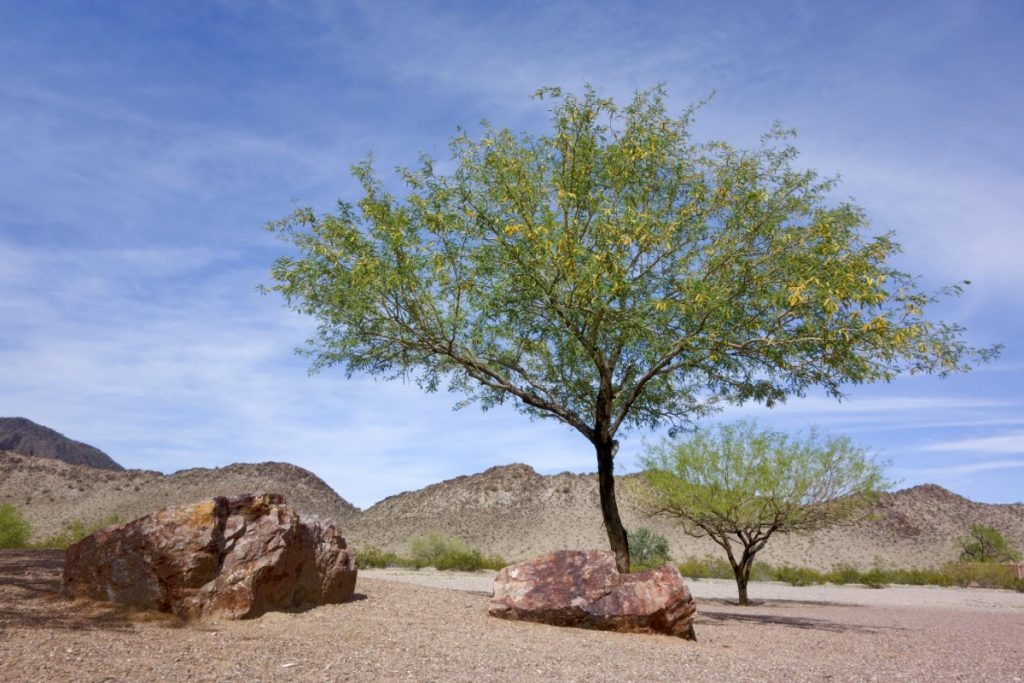 Public land sales mesque trail.