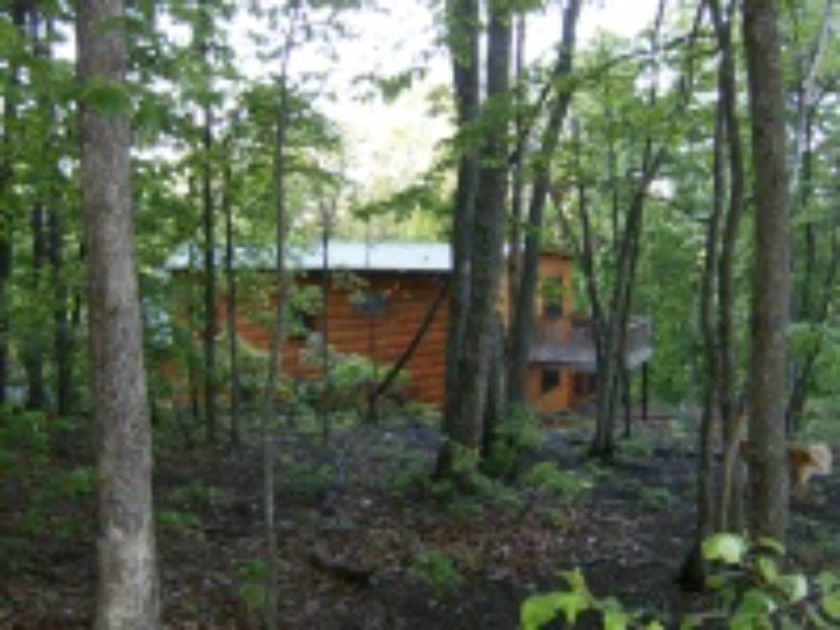 back of log home through dense trees