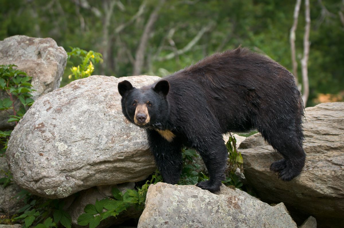 Black Bear in Western North Carolina