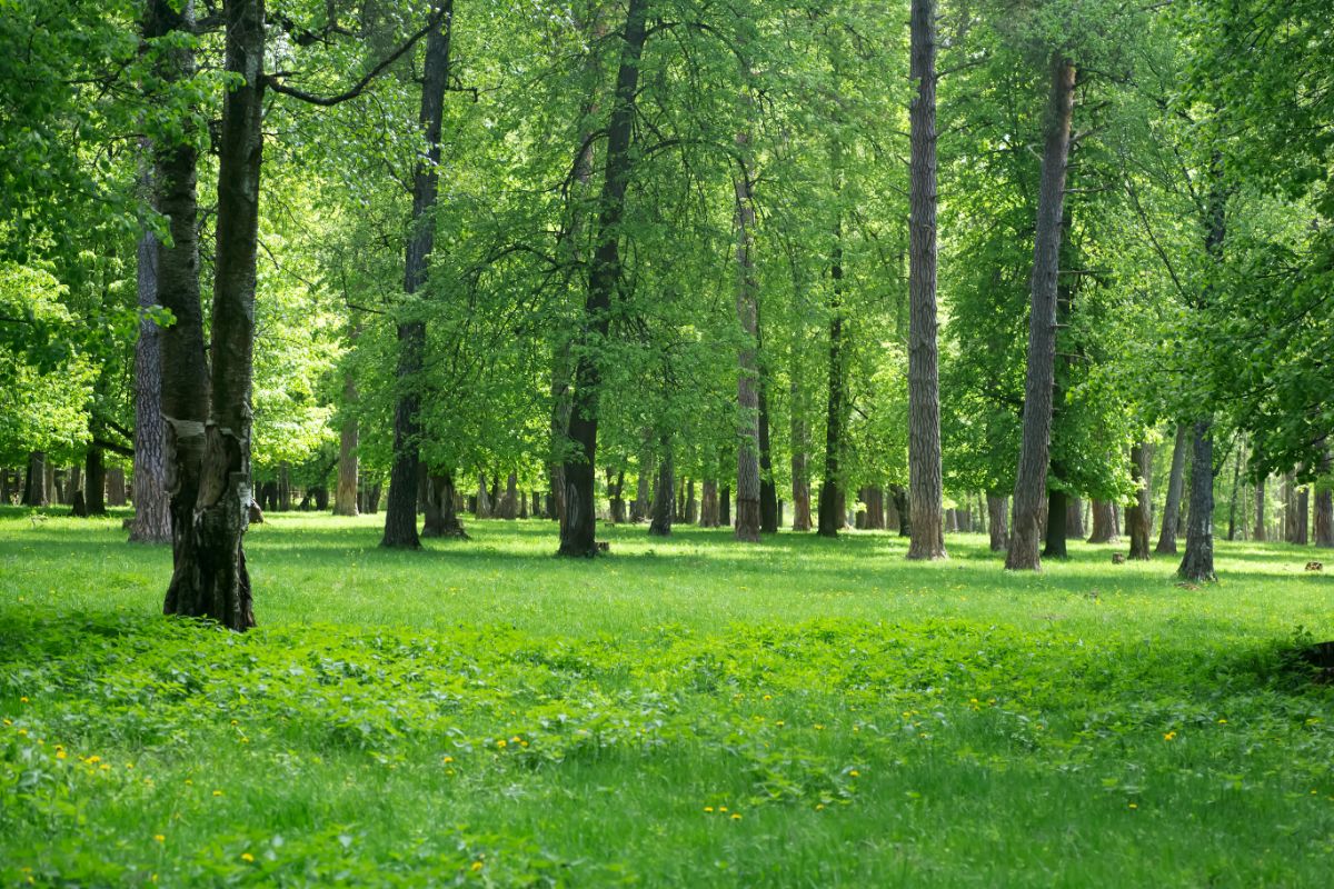 Forest during day time 