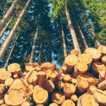 Thermal Mass Effect of Logs