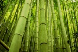 closeup of bamboo shoots