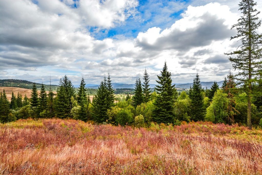 Meadow land perfect for log cabin.