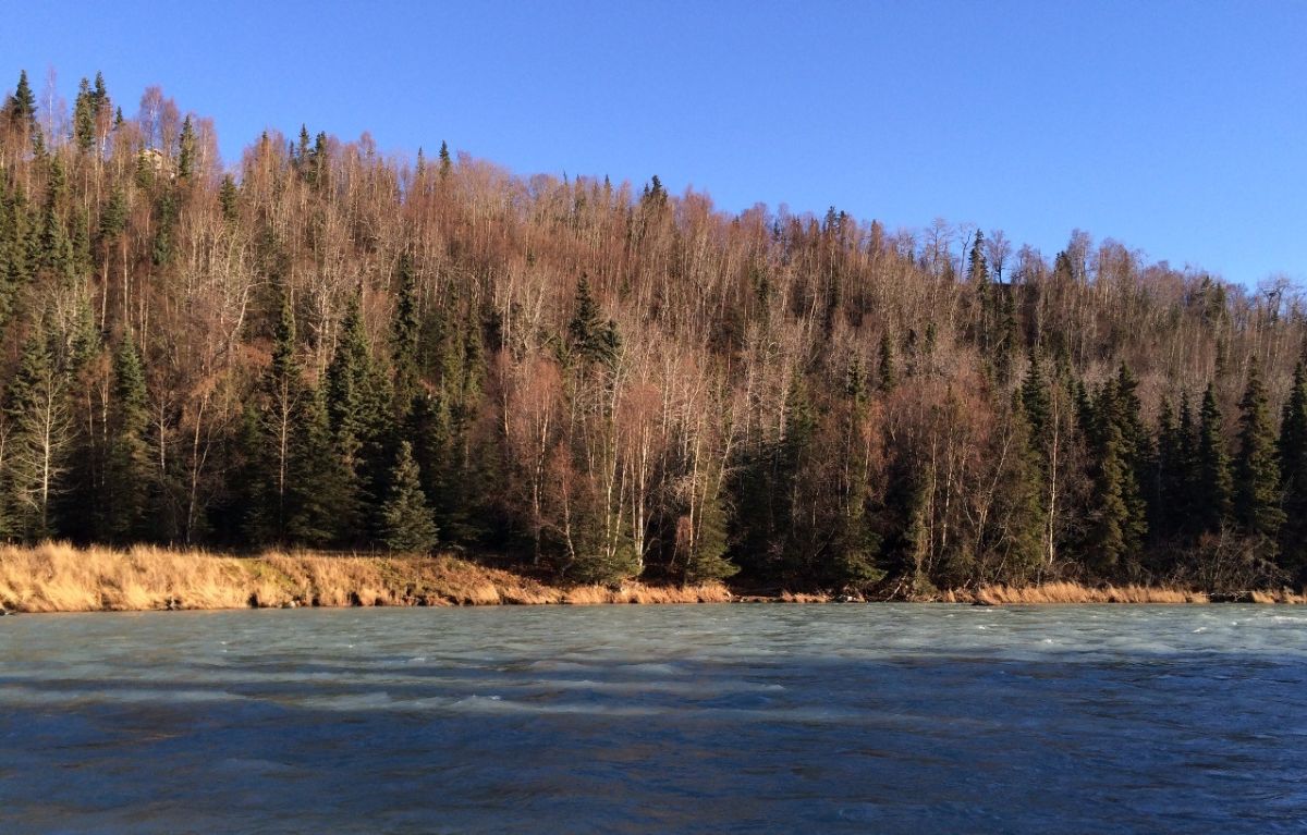 waterfront with dense trees