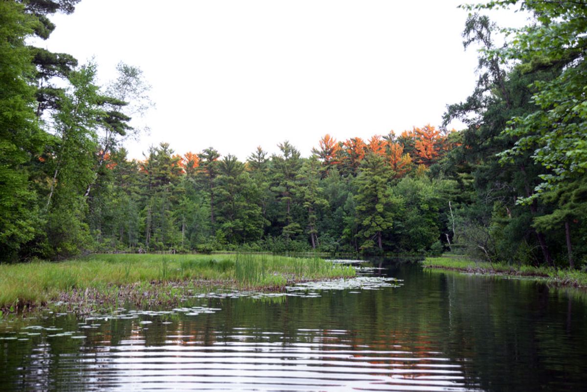 river surrounded by forest area