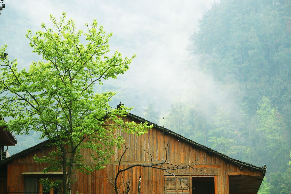 small tree outside a log cabin