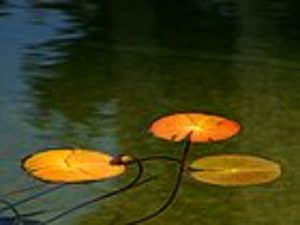 lotus in lake