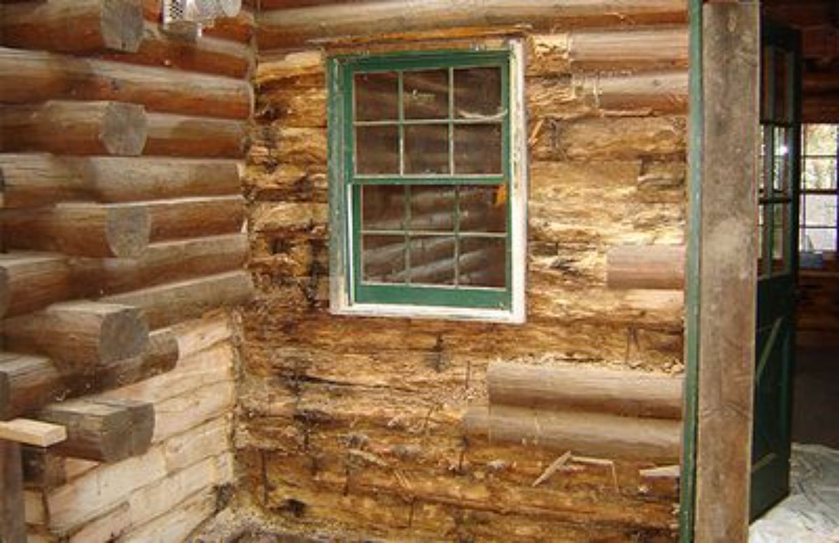 termite damages on log walls