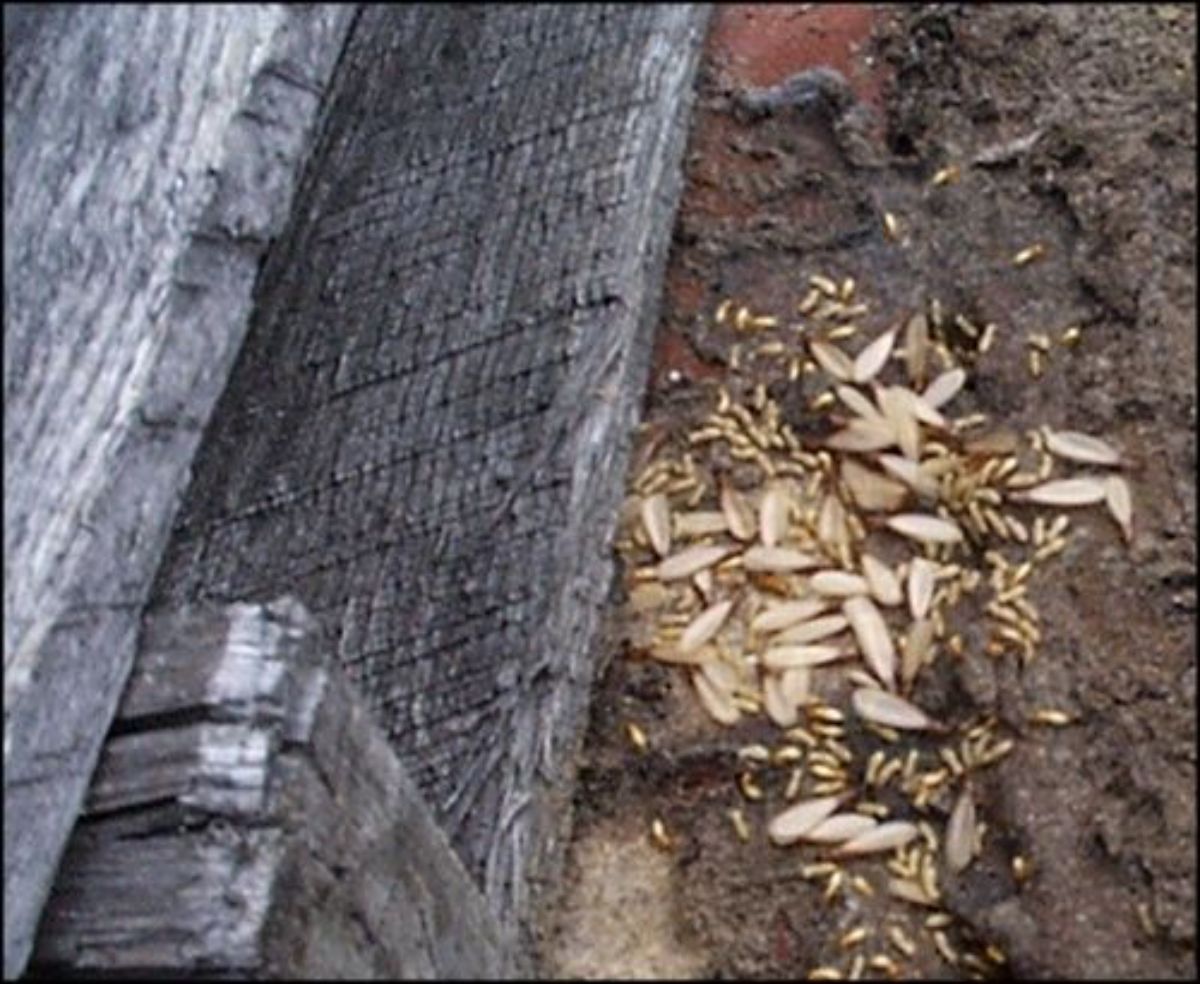 Termite signs on wood