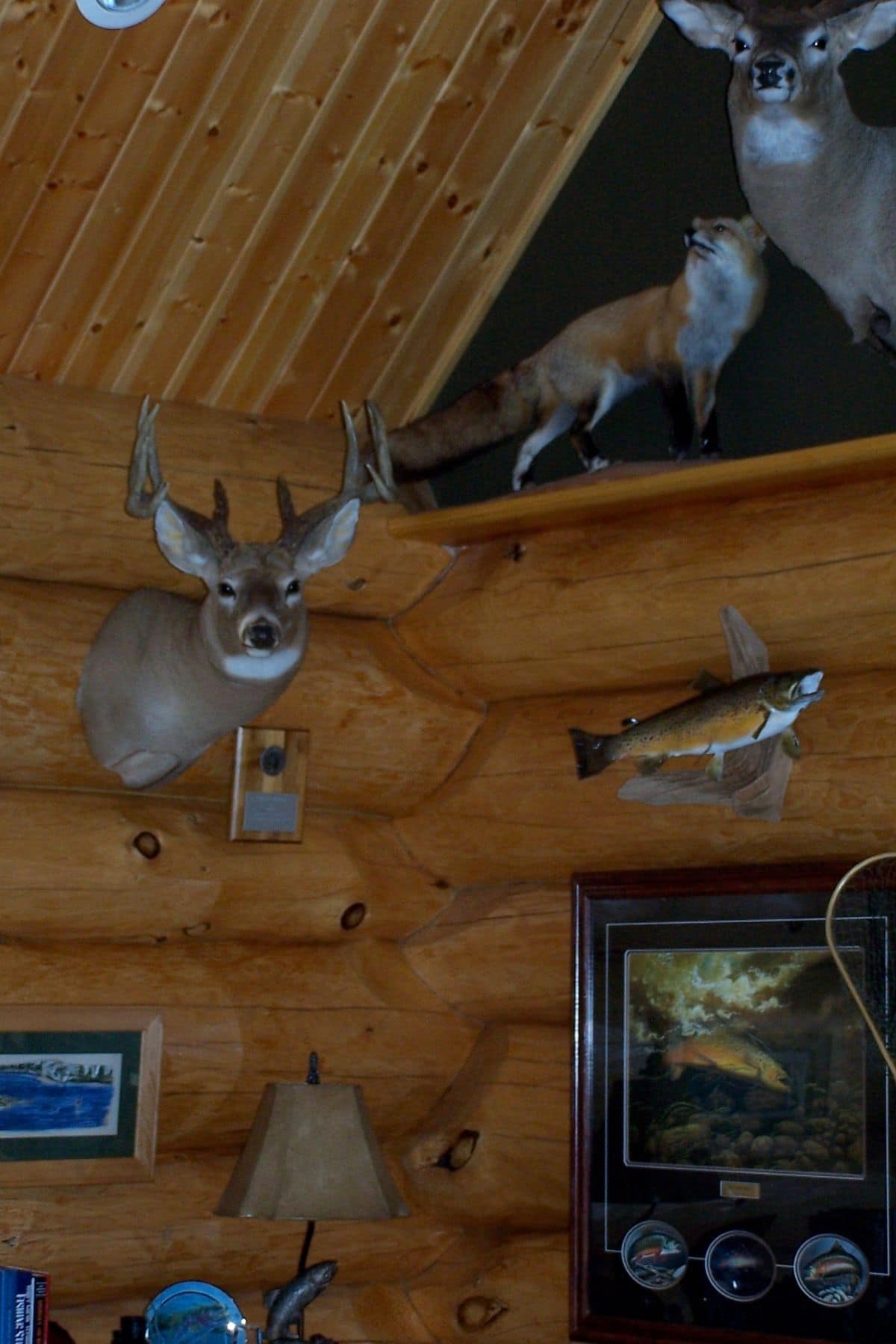 deer head mounted on wall next to mounted fish and fox