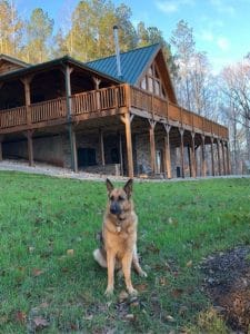 dog in yard by log cabin